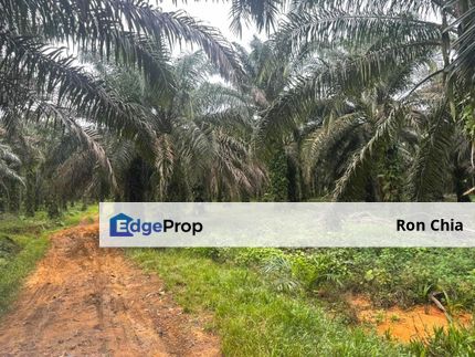 Pahang Rompin Pontian 1716 Acres Palm Oil Land for SALE ‼️, Pahang, Rompin District