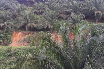 Kelantan Gua Musang Ulu Nenggiri 3400 Acres Palm Oil Land for SALE ‼️