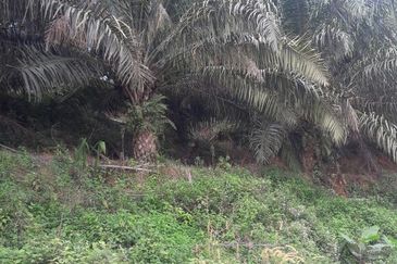 Kelantan Gua Musang Ulu Nenggiri 3400 Acres Palm Oil Land for SALE ‼️