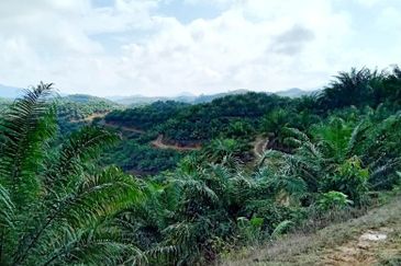 Kelantan Gua Musang Ulu Nenggiri 3400 Acres Palm Oil Land for SALE ‼️