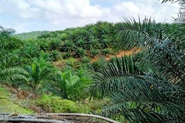 Kelantan Gua Musang Ulu Nenggiri 3400 Acres Palm Oil Land for SALE ‼️