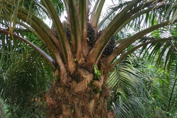 Kelantan Gua Musang Ulu Nenggiri 3400 Acres Palm Oil Land for SALE ‼️