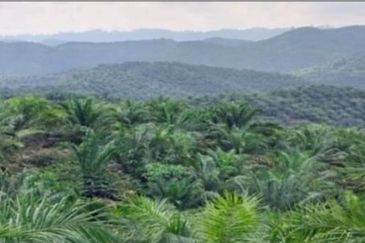 Kelantan Gua Musang Ulu Nenggiri 3400 Acres Palm Oil Land for SALE ‼️