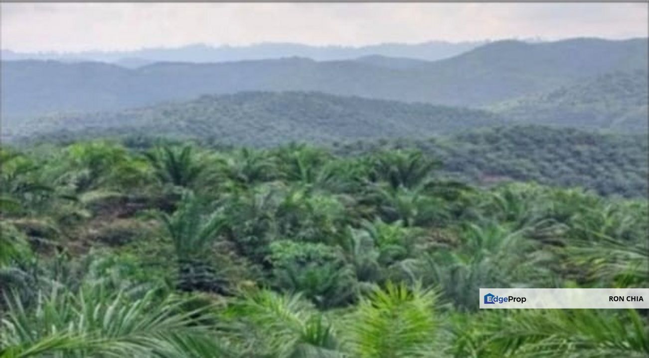 Kelantan Gua Musang Ulu Nenggiri 3400 Acres Palm Oil Land for SALE ‼️, Kelantan, Gua Musang