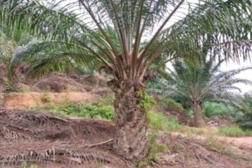 Kelantan Gua Musang Ulu Nenggiri 3400 Acres Palm Oil Land for SALE ‼️