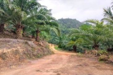 Kelantan Gua Musang Ulu Nenggiri 3400 Acres Palm Oil Land for SALE ‼️