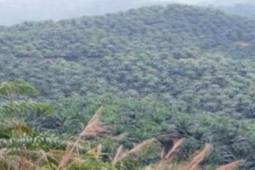 Kelantan Gua Musang Ulu Nenggiri 3400 Acres Palm Oil Land for SALE ‼️