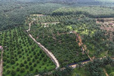 5 Acres Durian Farm Agriculture Land @ Sengkang, Tangkak, Johor, Near Bukit Gambir