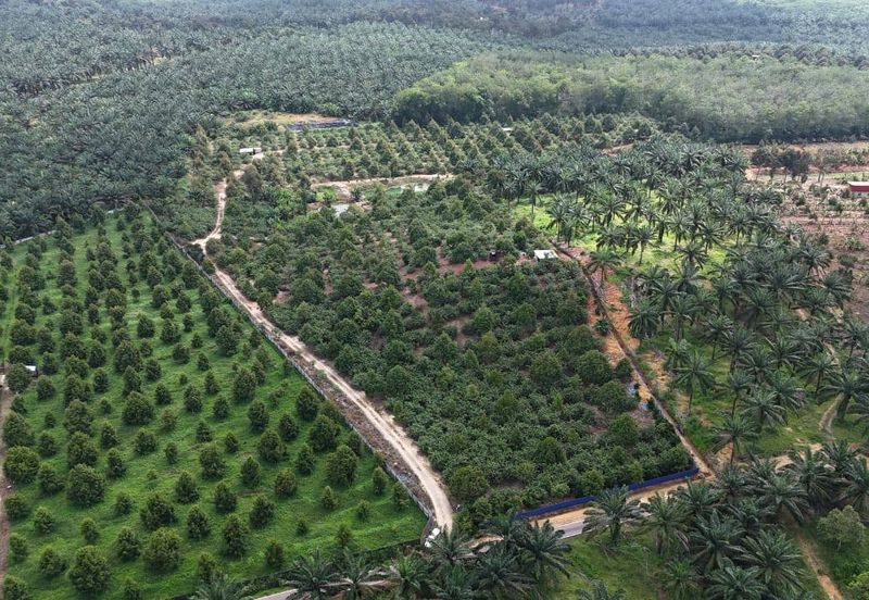5 Acres Durian Farm Agriculture Land @ Sengkang, Tangkak, Johor, Near Bukit Gambir