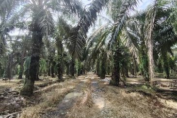 2 Adjoining Oil Palm Land @ Layang-Layang, Johor