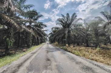 2 Adjoining Oil Palm Land @ Layang-Layang, Johor