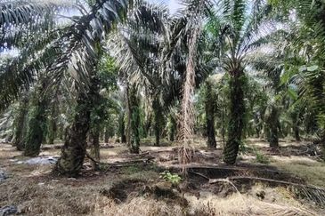 2 Adjoining Oil Palm Land @ Layang-Layang, Johor