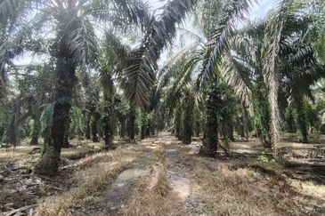 2 Adjoining Oil Palm Land @ Layang-Layang, Johor