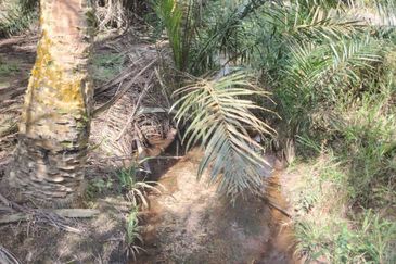 2 Adjoining Oil Palm Land @ Layang-Layang, Johor