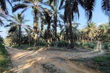 4.6 Acres Agriculture Land (Oil Palm Trees) @ Layang-Layang, Johor, Facing Main Road