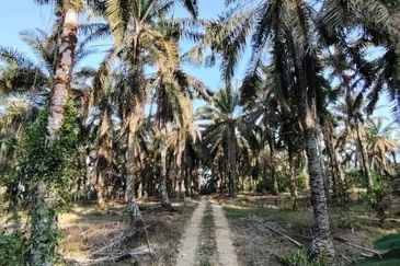 4.6 Acres Agriculture Land (Oil Palm Trees) @ Layang-Layang, Johor, Facing Main Road