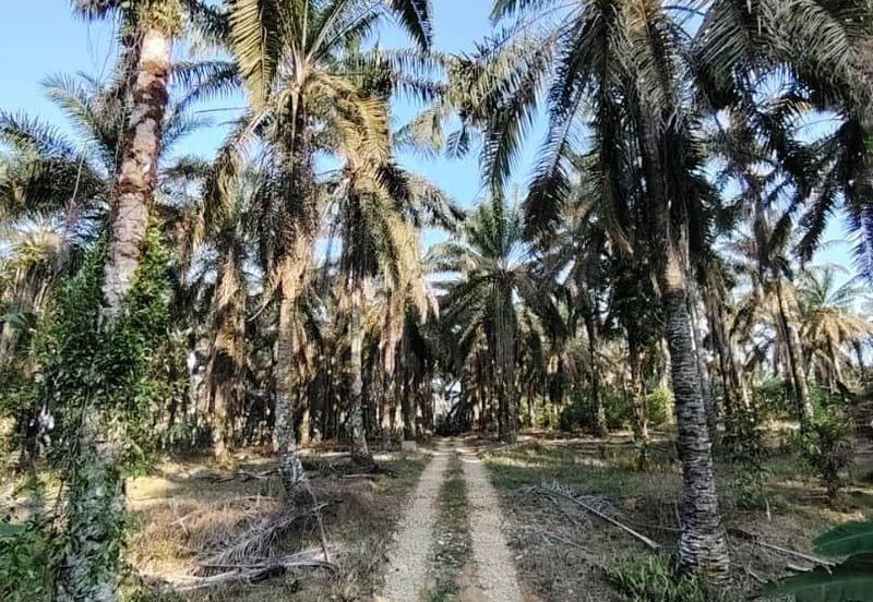 4.6 Acres Agriculture Land (Oil Palm Trees) @ Layang-Layang, Johor, Facing Main Road