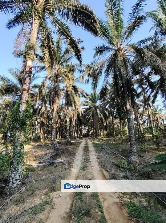 4.6 Acres Agriculture Land (Oil Palm Trees) @ Layang-Layang, Johor, Facing Main Road, Johor, Layang Layang