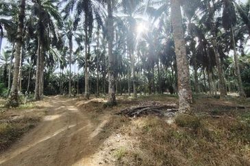 Senai Industrial Park