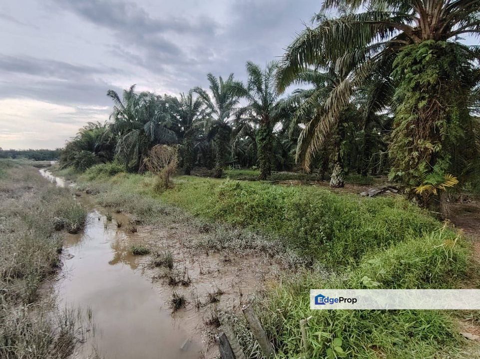 6.7 Acres Oil Palm Land @ Ayer Baloi, Pontian, Johor, Johor, Pontian