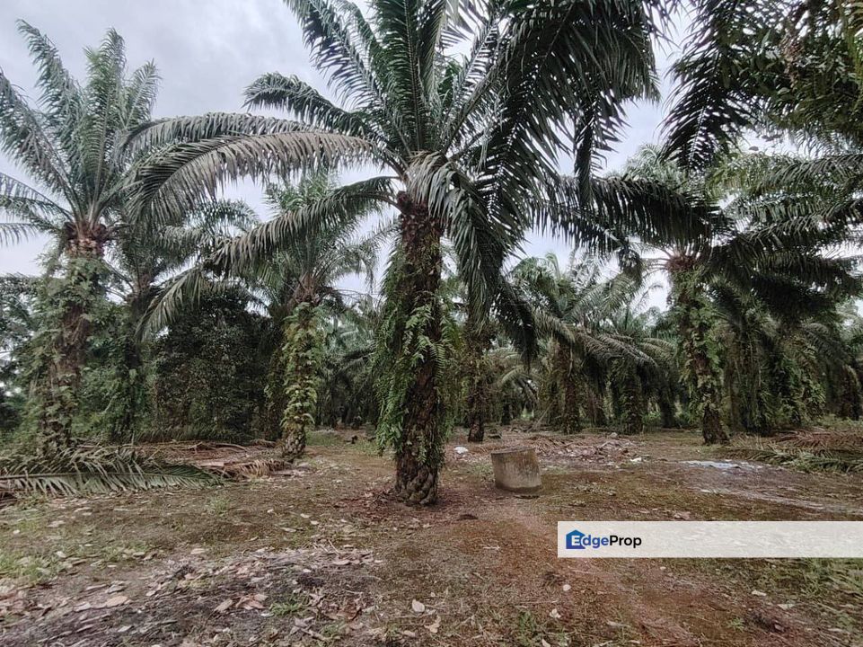 6.7 Acres Oil Palm Land @ Ayer Baloi, Pontian, Johor, Johor, Pontian