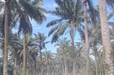 Pekan Nanas Industrial