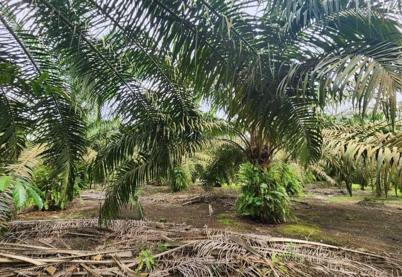 5.46 Acres Oil Palm Land @ Pekan Nanas, Pontian, Johor.