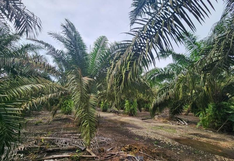 5.46 Acres Oil Palm Land @ Pekan Nanas, Pontian, Johor.