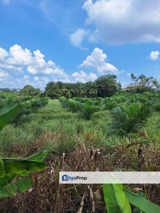 3.74 Acres Agricultural Land @ Kulai, Kelapa Sawit, Johor . Near Township Area, Scientex Kulai, Sedenak, Johor, Kulai