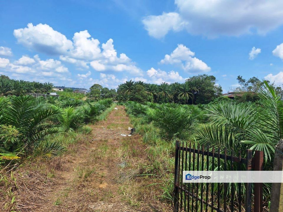 3.74 Acres Agricultural Land @ Kulai, Kelapa Sawit, Johor . Near Township Area, Scientex Kulai, Sedenak, Johor, Kulai