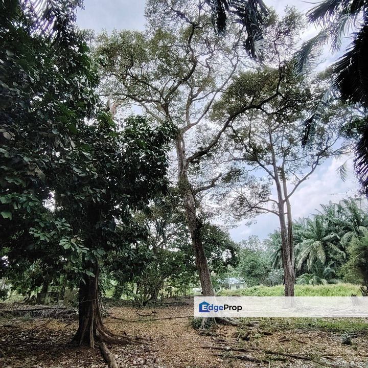 3.5 Acres Agriculture Land @ Parit Sulaiman, Pontian, Johor. Near Ayer Baloi, Johor, Pontian