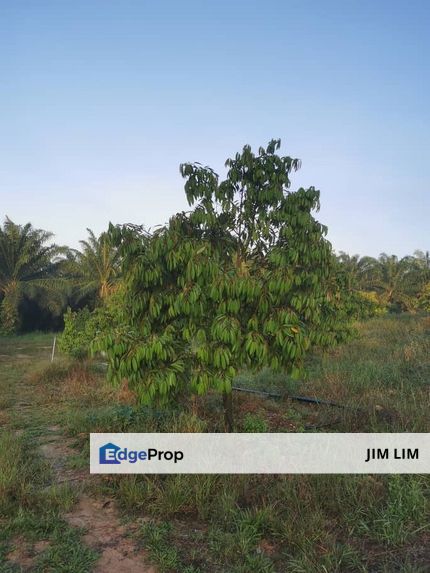 Kulai Felda Layang-Layang Agricultural Land, Johor, Kulai