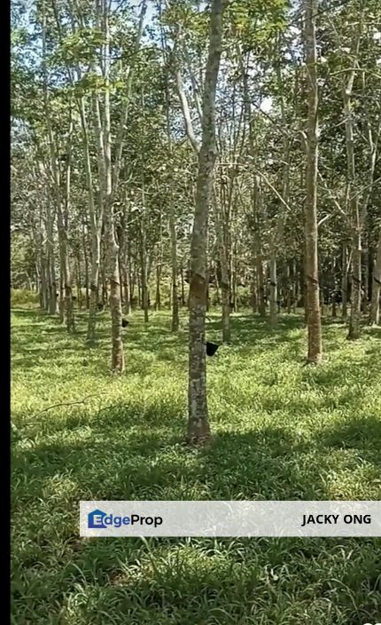 Taman Bukit Siput, Segamat, Johor, 8.319 acres Rubber Plantation Land For Sale, Johor, Segamat