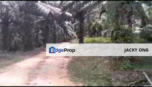 Perak, Kuala Kangsar, Sungai Siput, 471 acres Palm Oil Land for SALE, Perak, Kuala Kangsar