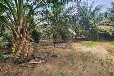 Kuala Pilah, Kuala Pilah, Negeri Sembilan, 475 acres Palm Oil Land For Sale