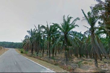 Kuala Pilah, Kuala Pilah, Negeri Sembilan, 475 acres Palm Oil Land For Sale