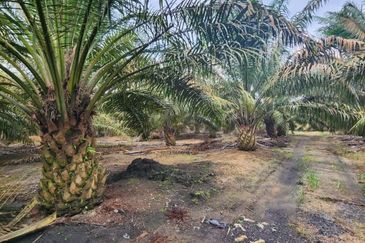 Kuala Pilah, Kuala Pilah, Negeri Sembilan, 475 acres Palm Oil Land For Sale