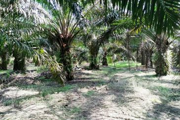 Kuala Pilah, Kuala Pilah, Negeri Sembilan, 475 acres Palm Oil Land For Sale