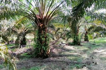 Kuala Pilah, Kuala Pilah, Negeri Sembilan, 475 acres Palm Oil Land For Sale