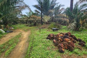 Kuala Pilah, Kuala Pilah, Negeri Sembilan, 475 acres Palm Oil Land For Sale