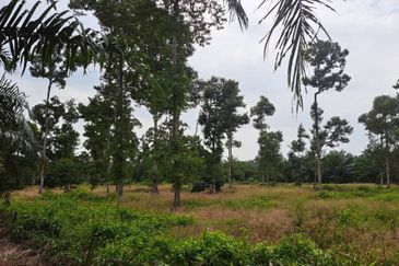 Muar Pulau Penarik 2.62 acres Agricultural Land with Durian Trees for sales