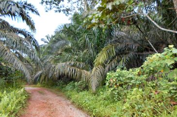 Cheap Agriculture land for Sale @ Telok Panglima Garang, Klang