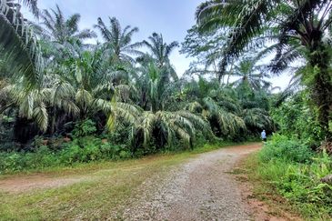 Cheap Agriculture land for Sale @ Telok Panglima Garang, Klang