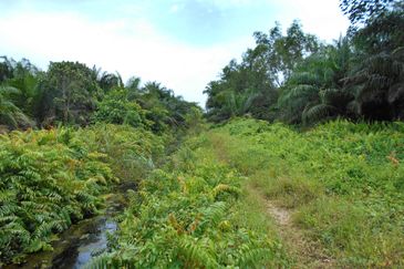 Cheap Agriculture land for Sale @ Telok Panglima Garang, Klang