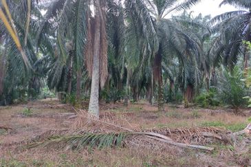 Sungai Sedu @ Tanjung Dua Belas