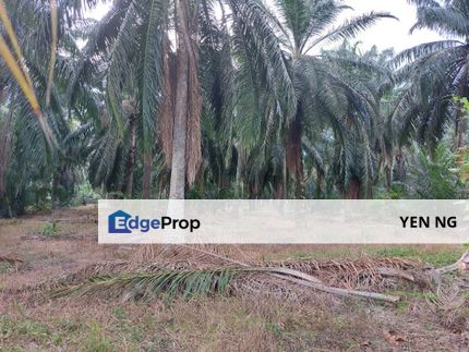 Agricultural Land For Sale @ Tanjong Duabelas, Kuala Langat, Selangor, Banting