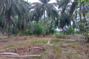 Sungai Sedu @ Tanjung Dua Belas