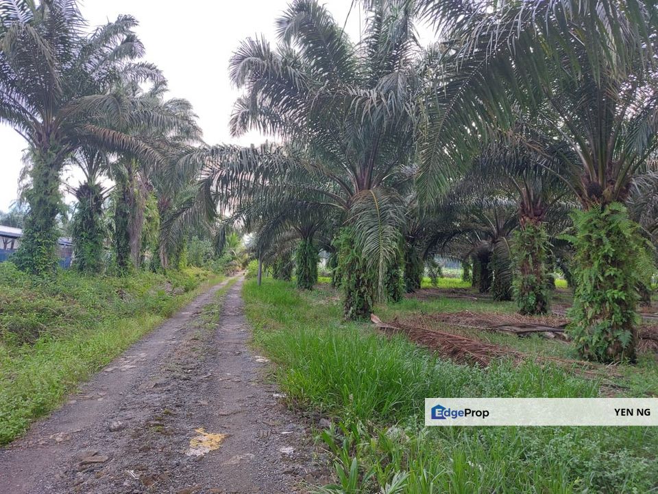 CHEAP Agricultural Land (Under Industrial Zoning) For Sale in Sungai Pelek, Sepang, Selangor, Sepang
