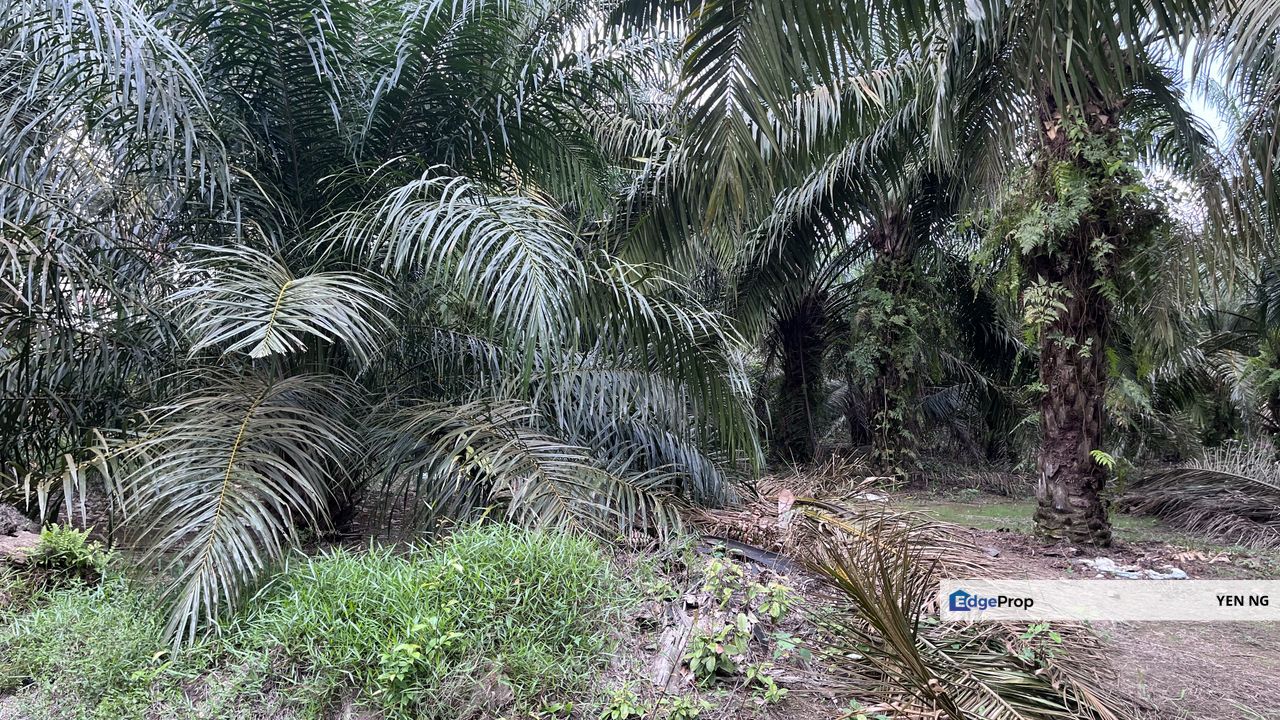 CHEAP Agricultural Land (Under Industrial Zoning) For Sale in Sungai Pelek, Sepang, Selangor, Sepang