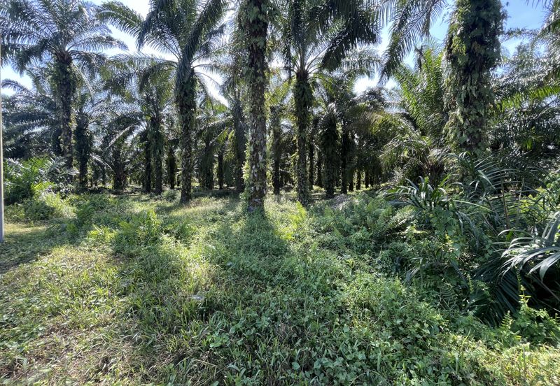 Taman Tasik Semenyih